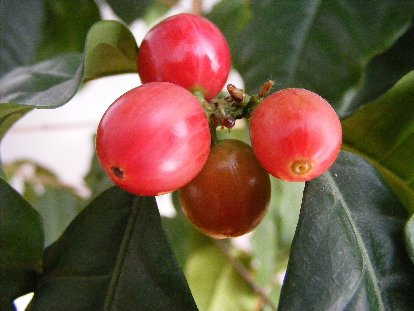 Antigua coffee tour